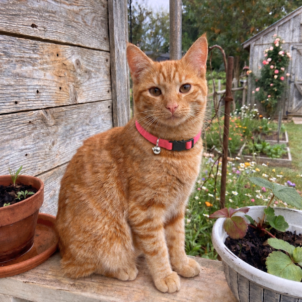 Un chat roux tigré portant un collier rose, assis dans un jardin entouré de plantes en pots
